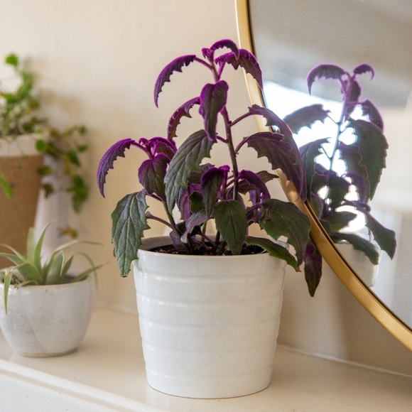 Live!!!  Purple Velvet Potted Plant - Picture 2 of 14